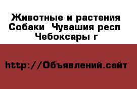 Животные и растения Собаки. Чувашия респ.,Чебоксары г.